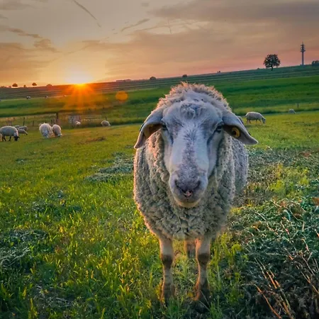 Coquelicot Ferme Du Domaine Les Bachats Rhodes
