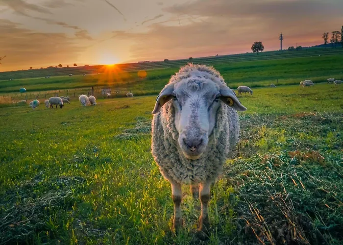 Coquelicot Ferme Du Domaine Les Bachats Rhodes