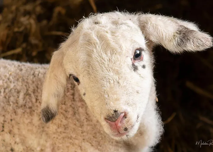 Coquelicot Ferme Du Domaine Les Bachats *